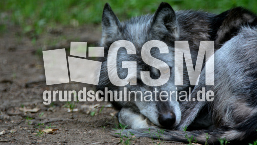 Timberwolf_1 (4).jpg